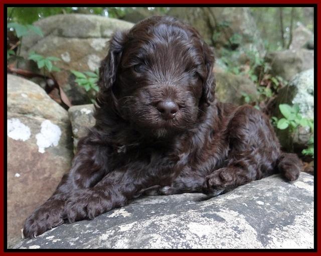 Biscuit Reagan pups 3 wks old 91