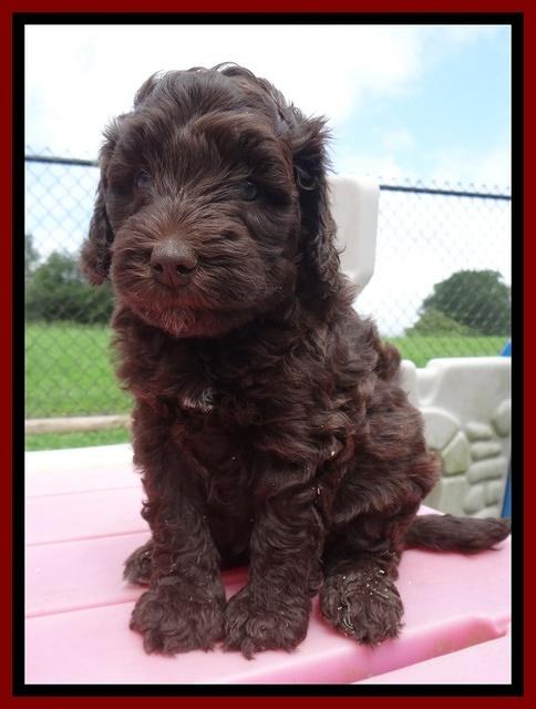 Biscuit Reagan pups 5 wks old 111