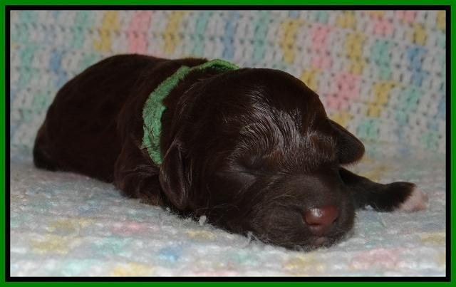 Biscuit REagan newborn 71