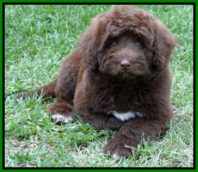 Biscuit REagan pups 8 wks old lime girl 11