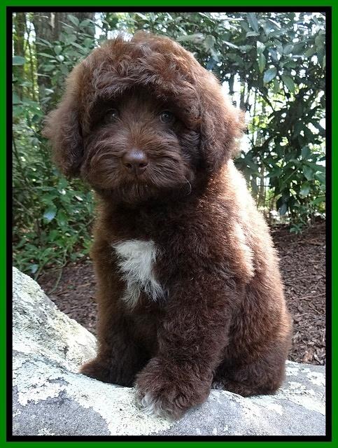 Biscuit REagan pups 8 wks old lime girl 41
