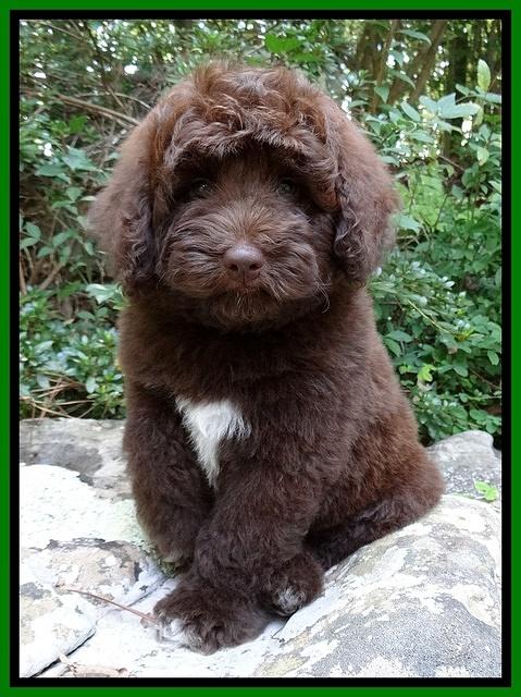 Biscuit REagan pups 8 wks old lime girl 51