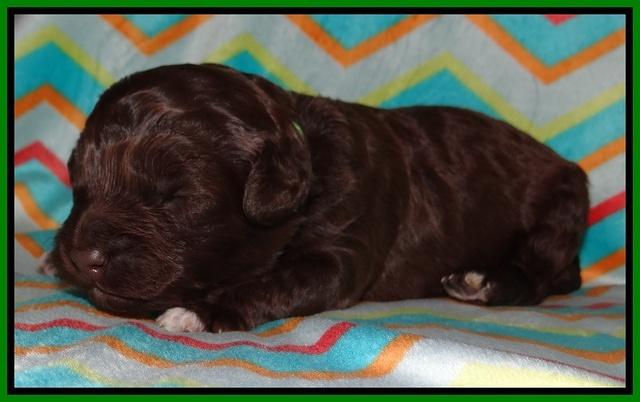 Biscuit Reagan pups 1 week old 101