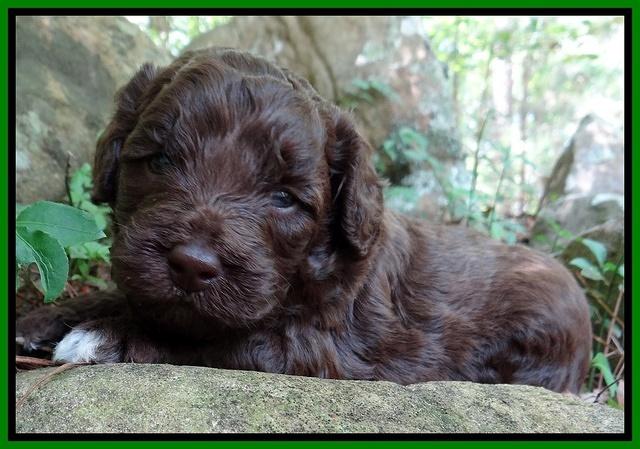 Biscuit Reagan pups 3 wks old 111