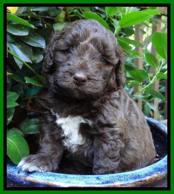 Biscuit Reagan pups 4 wks old 101