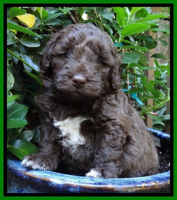 Biscuit Reagan pups 4 wks old 111