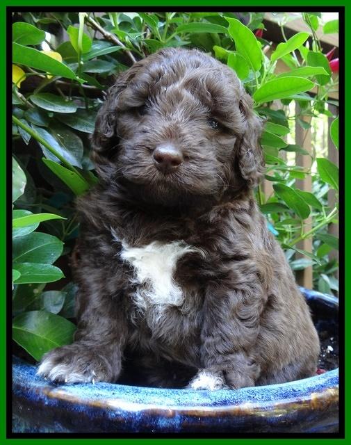 Biscuit Reagan pups 4 wks old 91