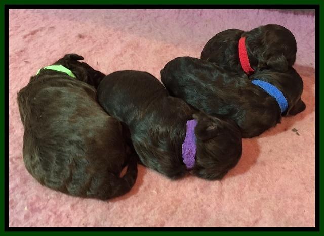 Biscuit Reagan pups 1 week old 2100