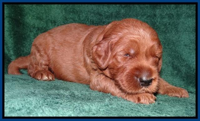 Noelle Dawson 2 weeks old 01