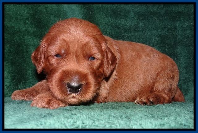 Noelle Dawson 2 weeks old 02