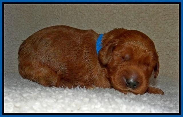 Noelle Dawson pups 1 wk old 81