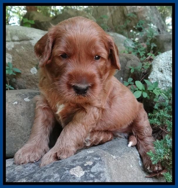 Noelle Dawson pups 3 wks old 21