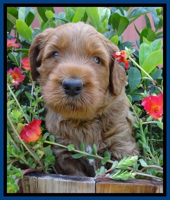 Noelle Dawson pups 4 wks old 31