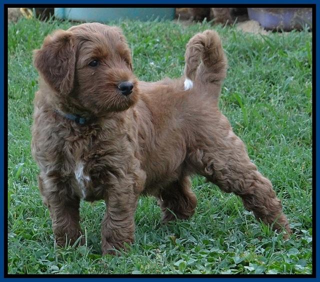 Noelle Dawson pups 5 wks old 21