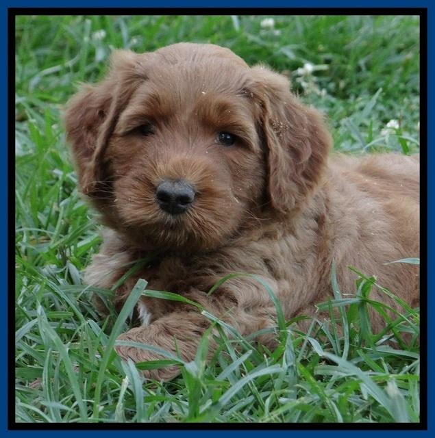 Noelle Dawson pups 5 wks old 6100