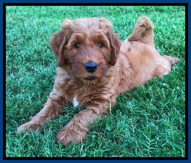 Noelle Dawson pups 6 wks old 11