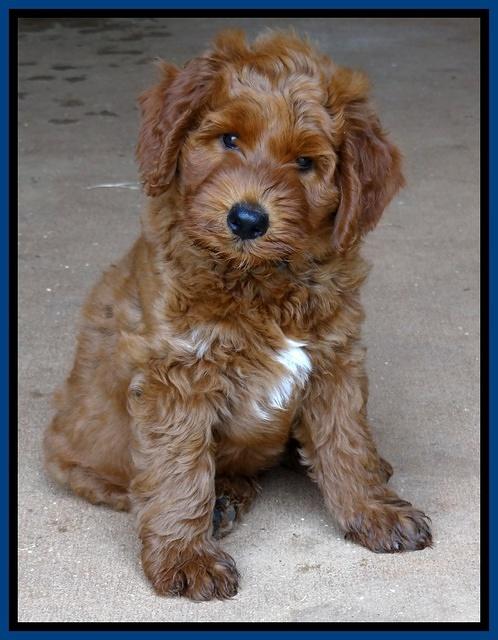 Noelle Dawson pups 7 wks old 51