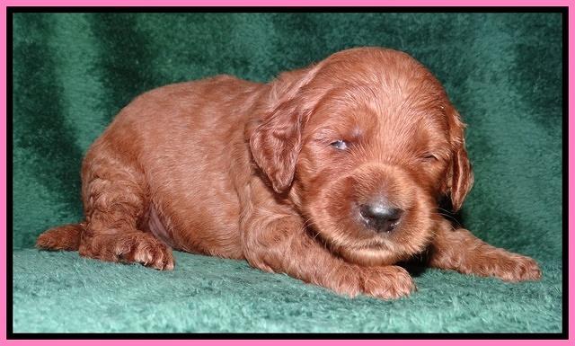 Noelle Dawson 2 weeks old 31