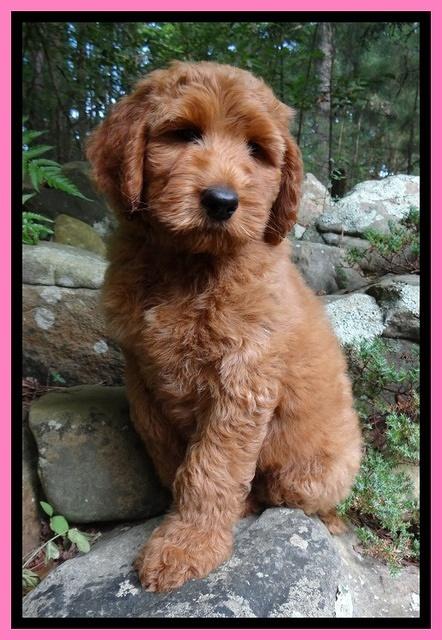 Noelle Dawson Pink 8 wks old 11