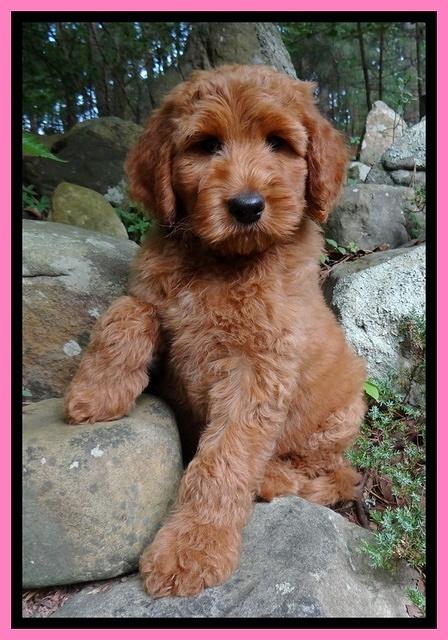 Noelle Dawson Pink 8 wks old 31