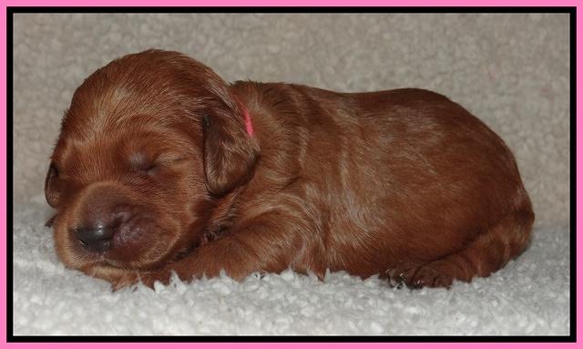 Noelle Dawson pups 1 wk old 101