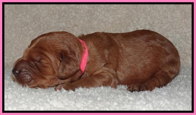 Noelle Dawson pups 1 wk old 111