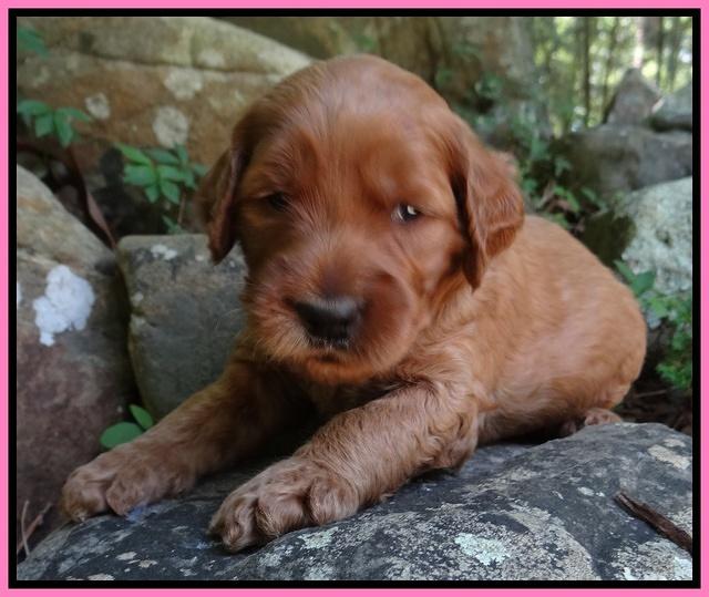 Noelle Dawson pups 3 wks old 41