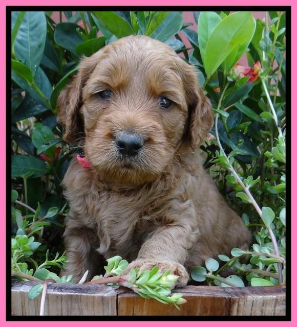 Noelle Dawson pups 4 wks old 61