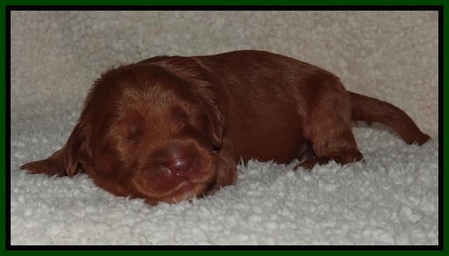 Noelle Dawson pups 1 wk old 141