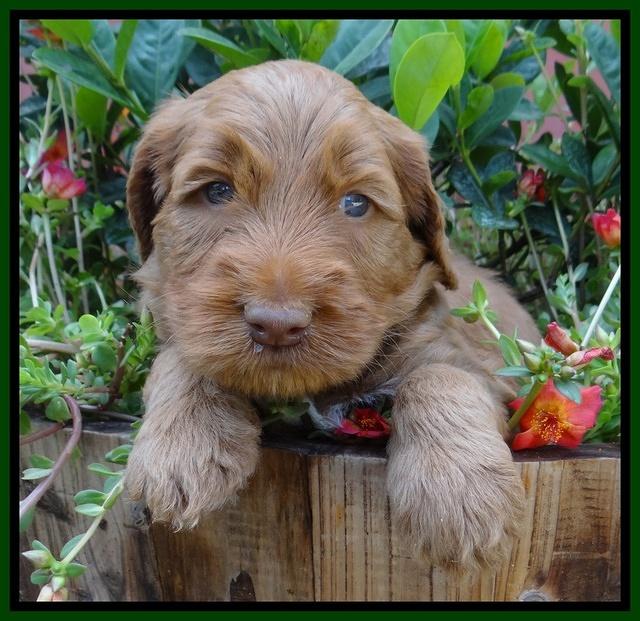 Noelle Dawson pups 4 wks old 81