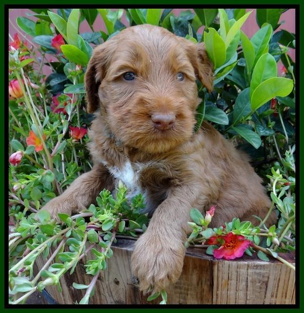 Noelle Dawson pups 4 wks old 91