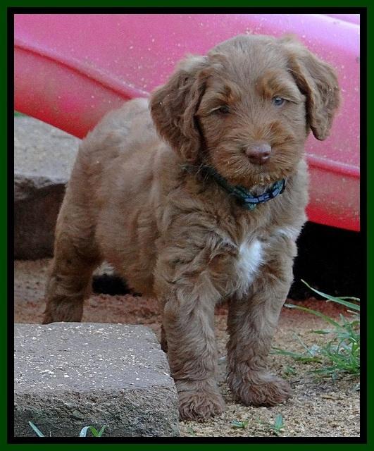 Noelle Dawson pups 5 wks old 12100