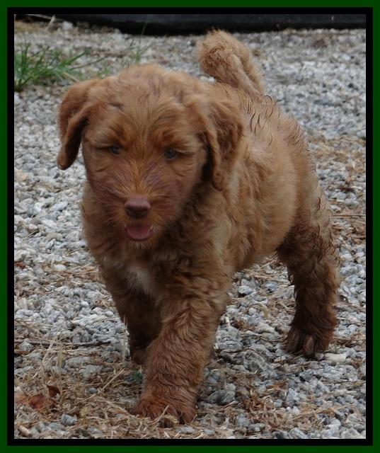 Noelle Dawson pups 6 wks old 111