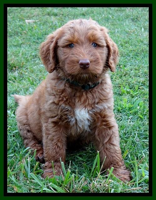 Noelle Dawson pups 6 wks old 91