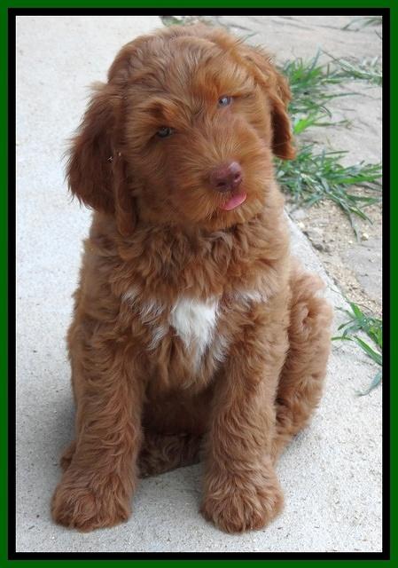 Noelle Dawson pups 7 wks old 101