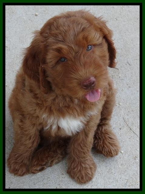 Noelle Dawson pups 7 wks old 111