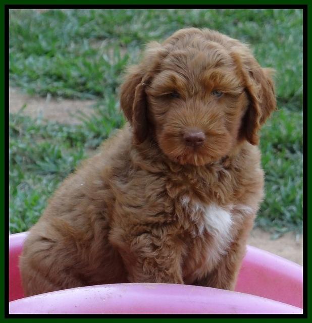 Noelle Dawson pups 7 wks old 131