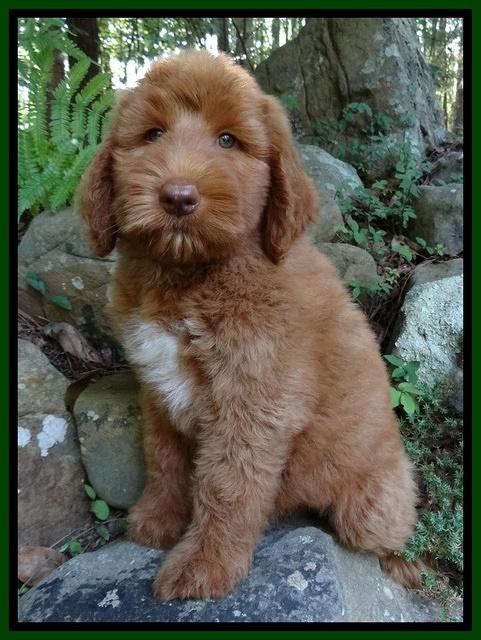 Noelle Dawson pups 8 wks old 11