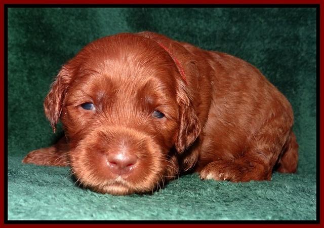 Noelle Dawson 2 weeks old 71