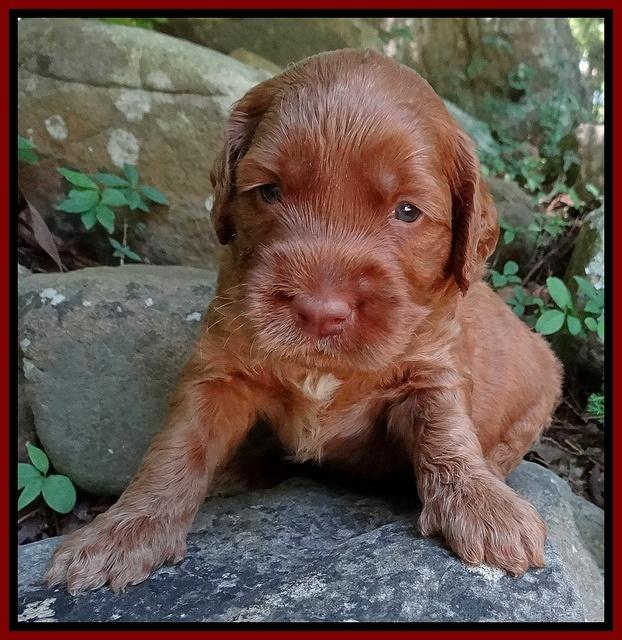 Noelle Dawson pups 3 wks old 121