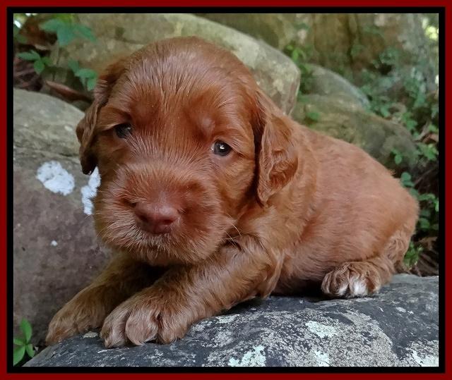 Noelle Dawson pups 3 wks old 91