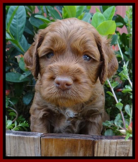 Noelle Dawson pups 4 wks old 121