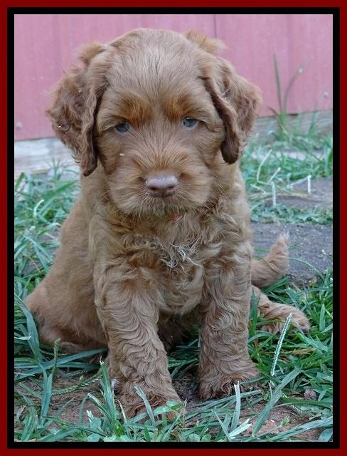 Noelle Dawson pups 5 wks old 15100