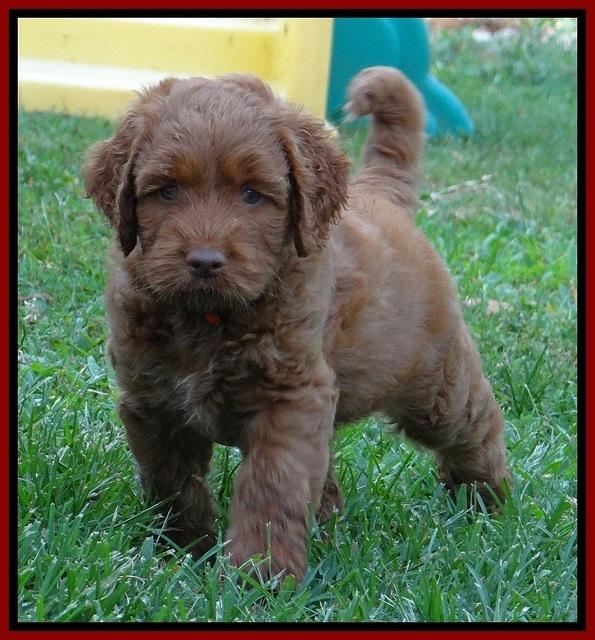 Noelle Dawson pups 6 wks old 121