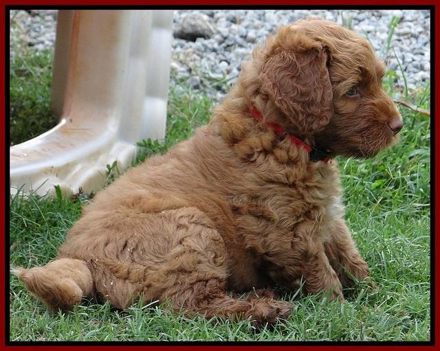 Noelle Dawson pups 6 wks old 131