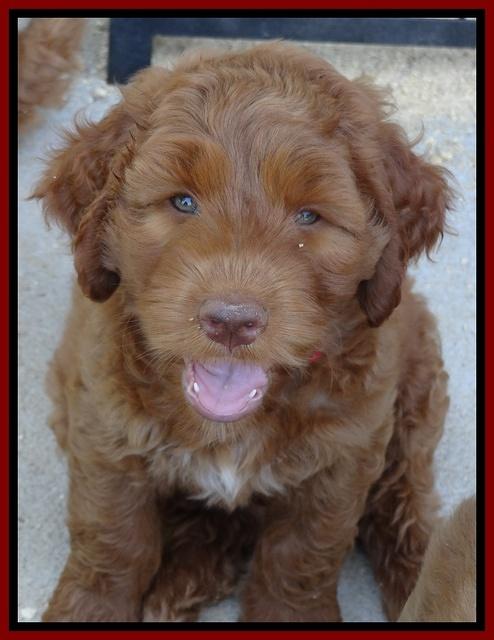 Noelle Dawson pups 7 wks old 151
