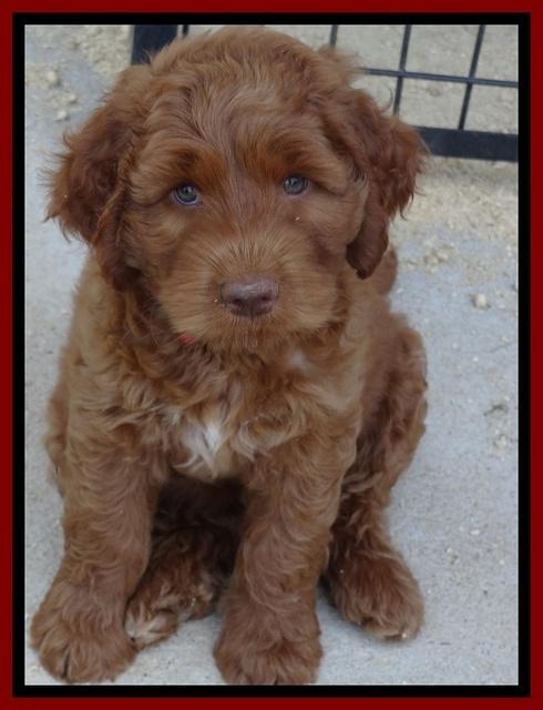 Noelle Dawson pups 7 wks old 161