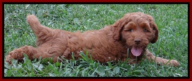 Noelle Dawson pups 7 wks old 211