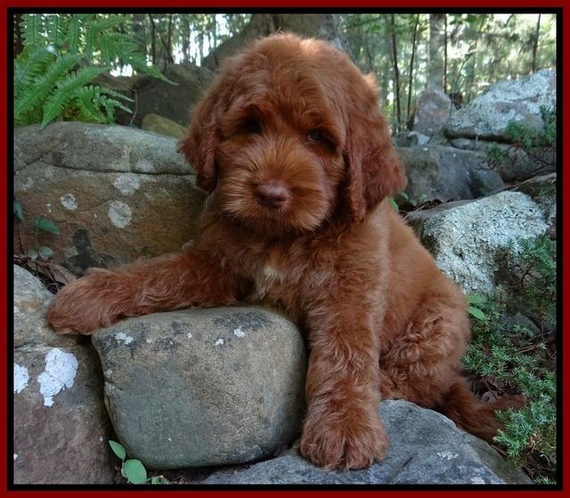 Noelle Dawson pups 8 wks old Org & Red 11