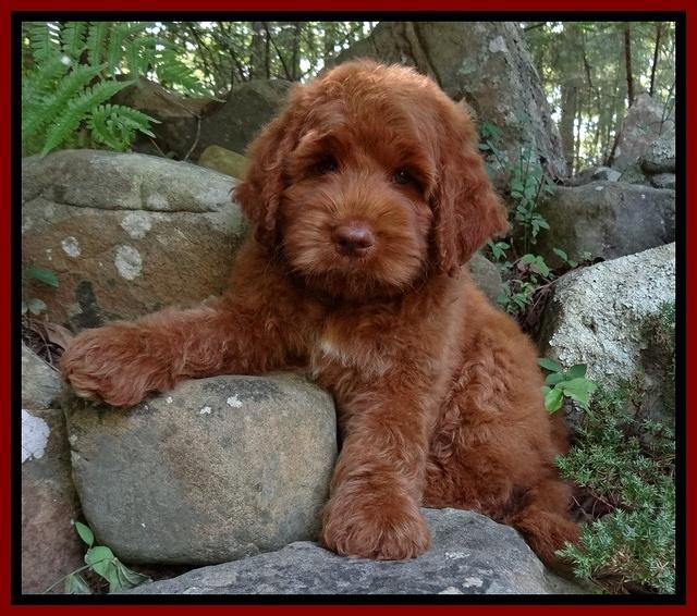 Noelle Dawson pups 8 wks old Org & Red 21